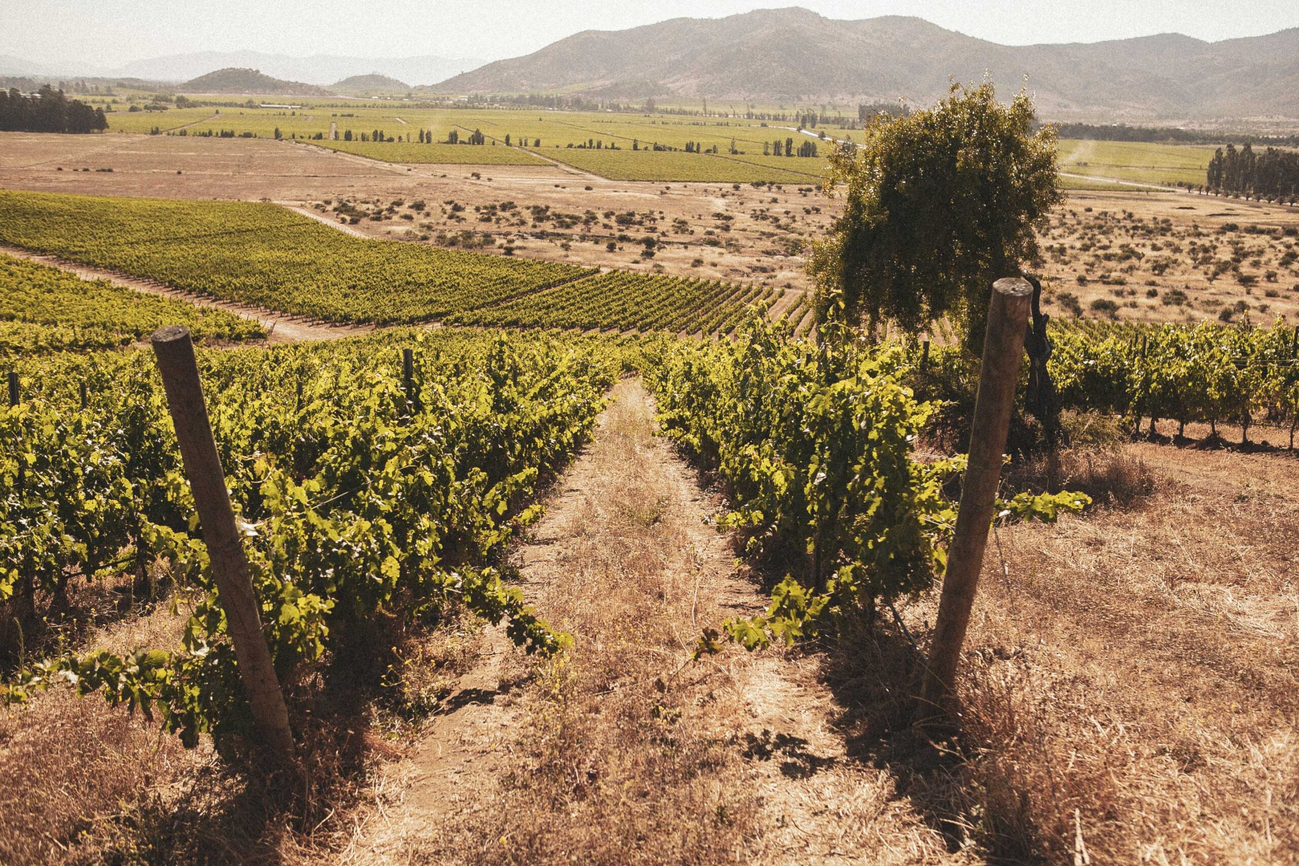 Cabernet Sauvignon grapes ripening on the vine at Los Vascos estate.